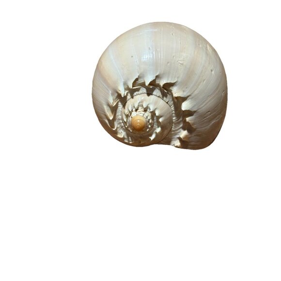 Natural Seashell Other - Beautiful Large Meilo Baailer Shell - Seashell-